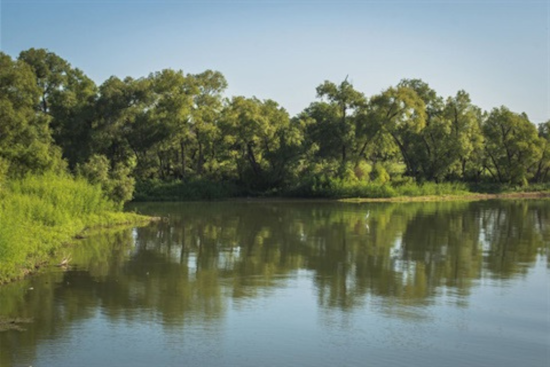 Grand Prairie Offers Free ShadeMakers Tree Care Classes to Cultivate Urban Forestry Skills