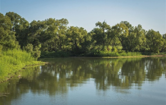 Grand Prairie Offers Free ShadeMakers Tree Care Classes to Cultivate Urban Forestry Skills