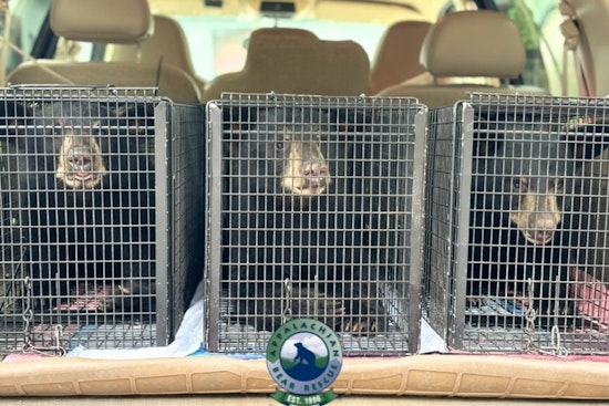 Habituated Bear Euthanized in Sevier County, Cubs Taken In by Appalachian Bear Rescue