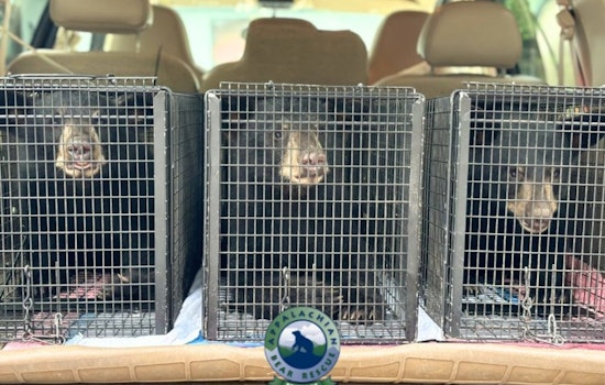 Habituated Bear Euthanized in Sevier County, Cubs Taken In by Appalachian Bear Rescue