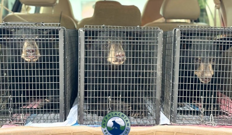 Habituated Bear Euthanized in Sevier County, Cubs Taken In by Appalachian Bear Rescue