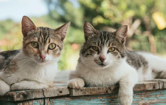 Harford County Authorities Seize 40 Animals Amid Ongoing Cruelty Investigation