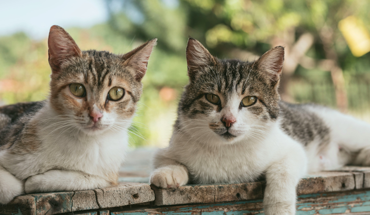 Harford County Authorities Seize 40 Animals Amid Ongoing Cruelty Investigation
