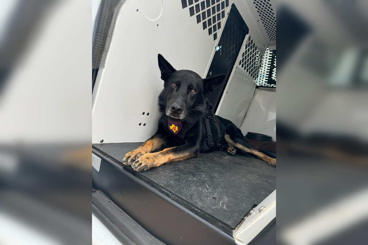 K9 Rambo Harris County K9