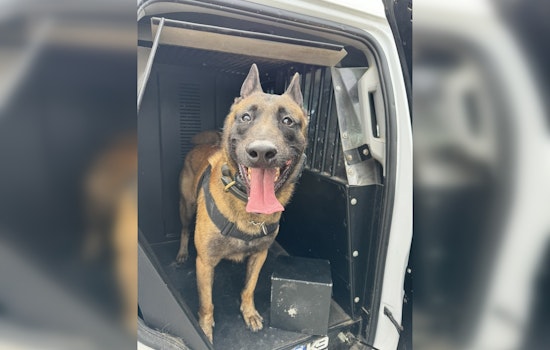 Harris County K9 Trex Aids in Seizure of Up to 100,000 Ecstasy Pills in Ongoing Investigation