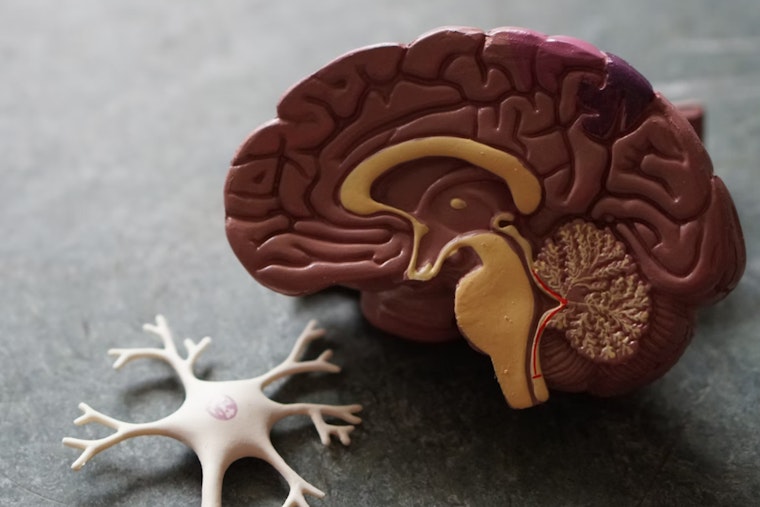 Harvard Neuroscientist Jill Goldstein Unveils Sex-Based Brain Differences Critical to Personalized Medicine