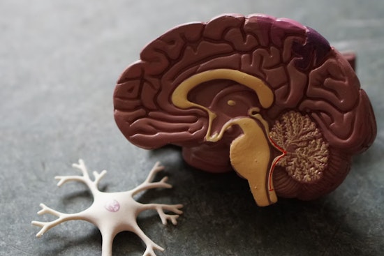 Harvard Neuroscientist Jill Goldstein Unveils Sex-Based Brain Differences Critical to Personalized Medicine