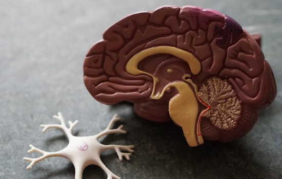 Harvard Neuroscientist Jill Goldstein Unveils Sex-Based Brain Differences Critical to Personalized Medicine