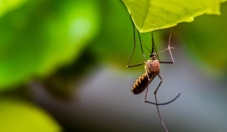 Hawai‘i Health Department Reports Increase in Travel-Related Dengue Virus Cases on Oʻahu Amid Global Outbreaks