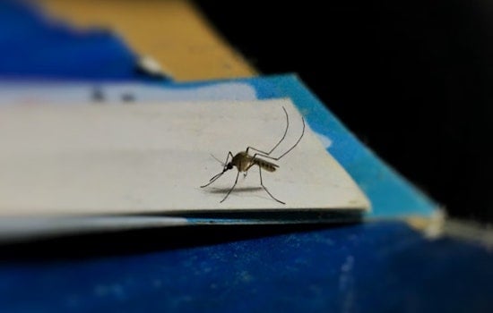 Hawaii's Dengue Cases Climb to Eleven, Health Officials Urge Prevention Following Travel-Related Spread
