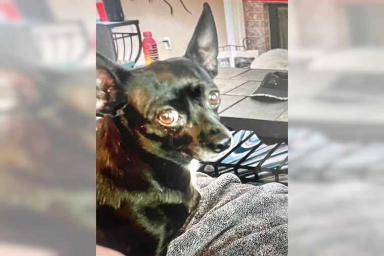 Heroic Dog Missing After Alerting Family to House Fire in Morrison, Community Rallies in Search