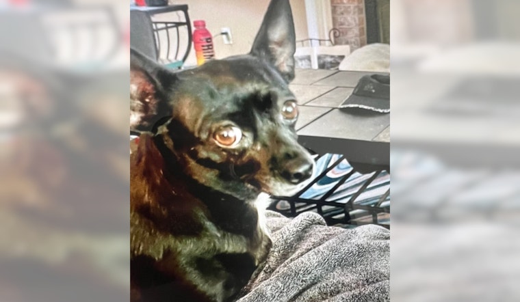 Heroic Dog Missing After Alerting Family to House Fire in Morrison, Community Rallies in Search