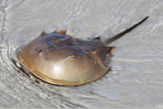 Hillsborough County, Home to Ancient Aquatic Wonders and Resilient Predators