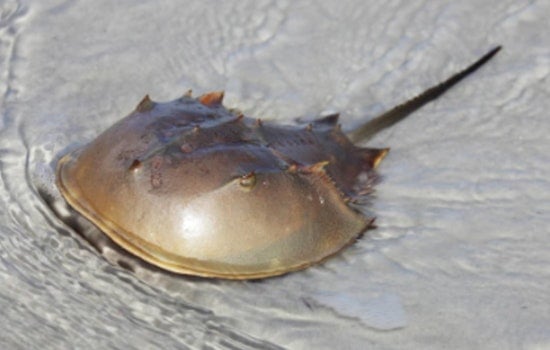 Hillsborough County, Home to Ancient Aquatic Wonders and Resilient Predators