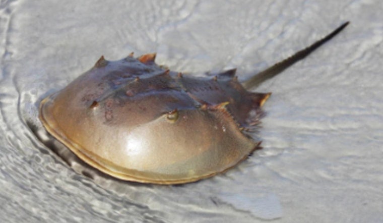 Hillsborough County, Home to Ancient Aquatic Wonders and Resilient Predators