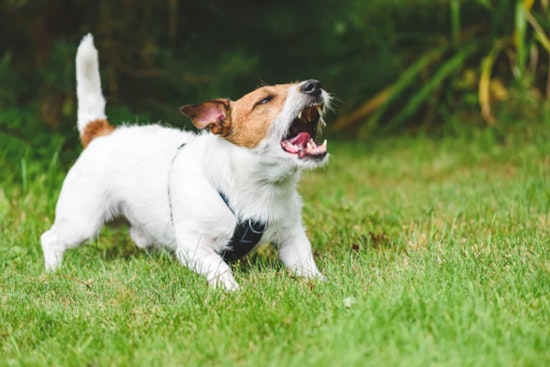 Hillsborough County Issues Safety Guidelines for Pedestrian Encounters with Dogs as Schools Reopen