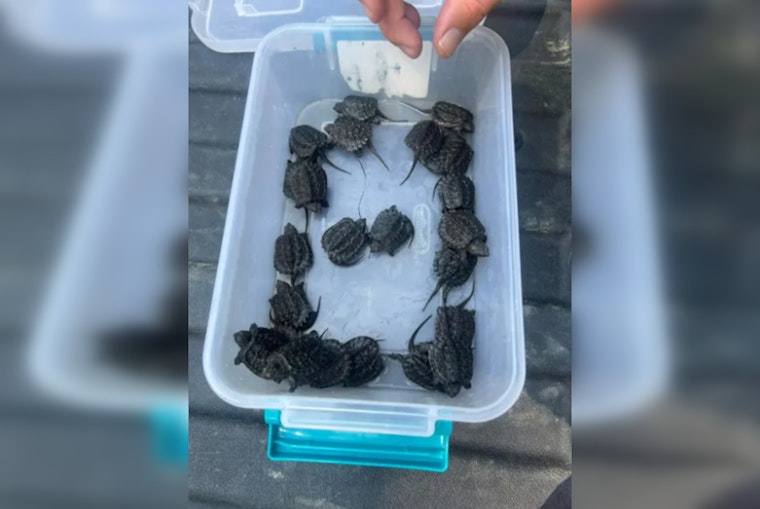Hillsborough County Man Charged for Allegedly Trafficking Wild Snapping Turtle Hatchlings