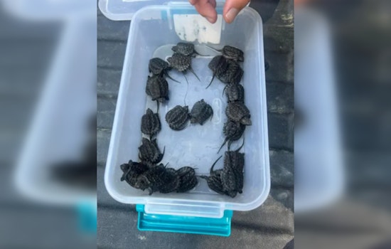 Hillsborough County Man Charged for Allegedly Trafficking Wild Snapping Turtle Hatchlings