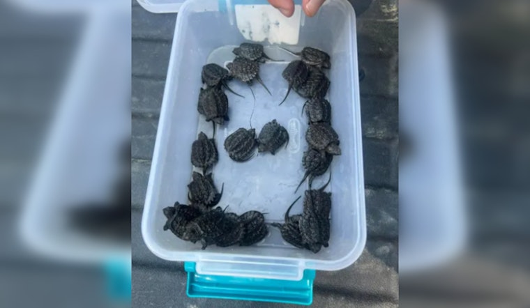 Hillsborough County Man Charged for Allegedly Trafficking Wild Snapping Turtle Hatchlings