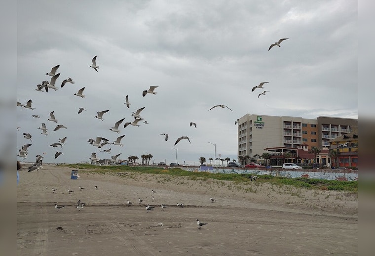 Honolulu Man Charged With Animal Cruelty for Allegedly Running Over Seagulls on Washington Coast