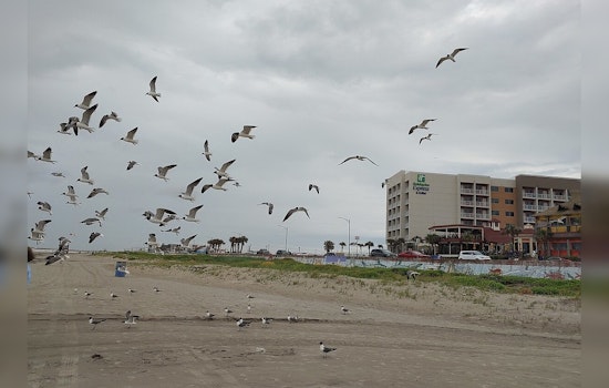 Honolulu Man Charged With Animal Cruelty for Allegedly Running Over Seagulls on Washington Coast