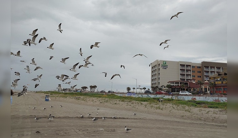 Honolulu Man Charged With Animal Cruelty for Allegedly Running Over Seagulls on Washington Coast