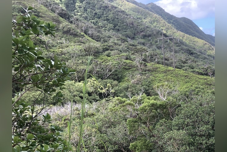 Honolulu's Moanalua Section of Forest Reserve Reopens Following Ha‘ikū Stairs Construction Hiatus