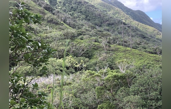 Honolulu's Moanalua Section of Forest Reserve Reopens Following Ha‘ikū Stairs Construction Hiatus