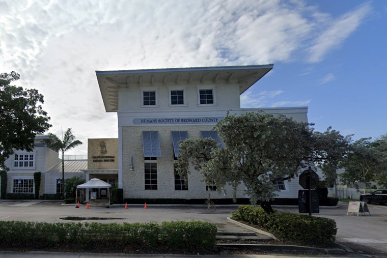 Humane Society Shelters Dogs Displaced by Hurricane Debby, Seeks Adoptive Homes