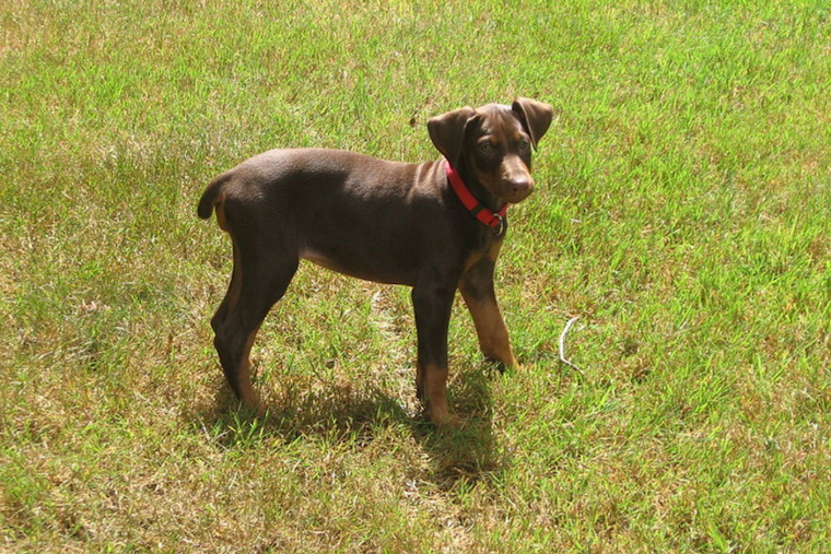 Idaho Springs Breeder Found Deceased Under Mysterious Circumstances, Up to 10 Doberman Puppies Missing