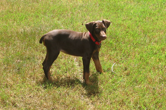 Idaho Springs Breeder Found Deceased Under Mysterious Circumstances, Up to 10 Doberman Puppies Missing