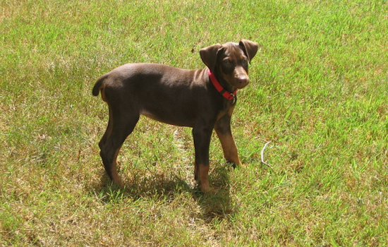 Idaho Springs Breeder Found Deceased Under Mysterious Circumstances, Up to 10 Doberman Puppies Missing