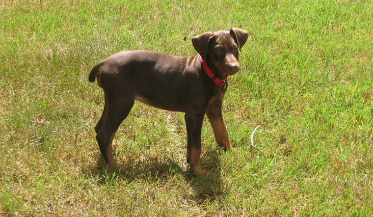 Idaho Springs Breeder Found Deceased Under Mysterious Circumstances, Up to 10 Doberman Puppies Missing