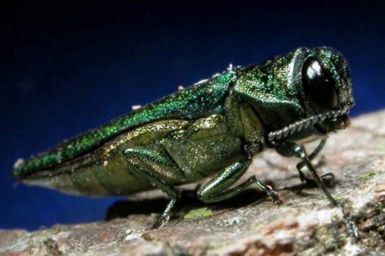 Invasive Emerald Ash Borer Detected Across Three Oregon Counties, Quarantine Measures Under Consideration
