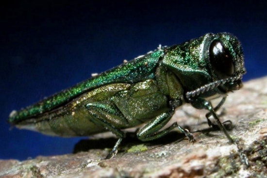 Invasive Emerald Ash Borer Detected Across Three Oregon Counties, Quarantine Measures Under Consideration