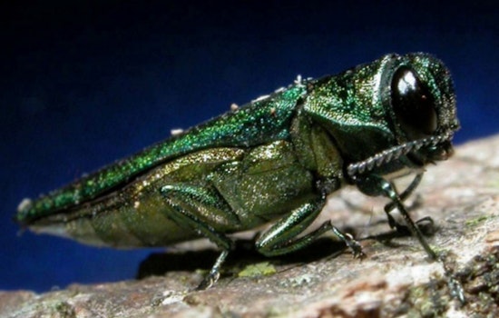 Invasive Emerald Ash Borer Detected Across Three Oregon Counties, Quarantine Measures Under Consideration