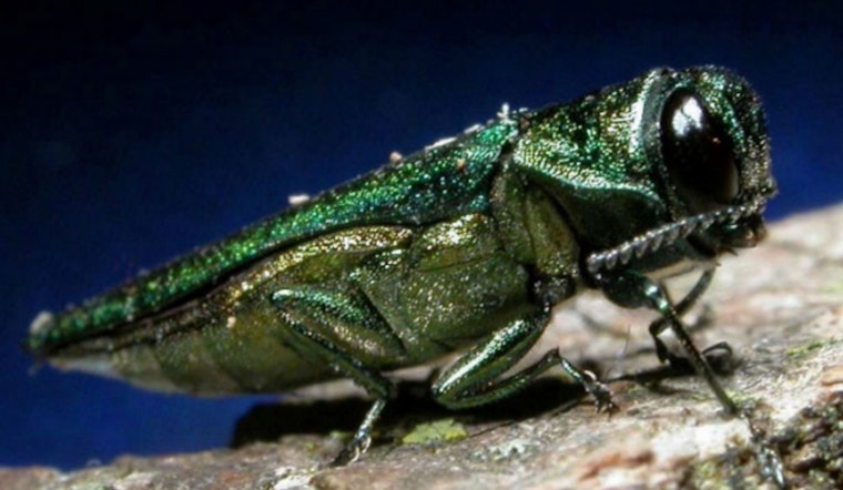 Invasive Emerald Ash Borer Detected Across Three Oregon Counties, Quarantine Measures Under Consideration