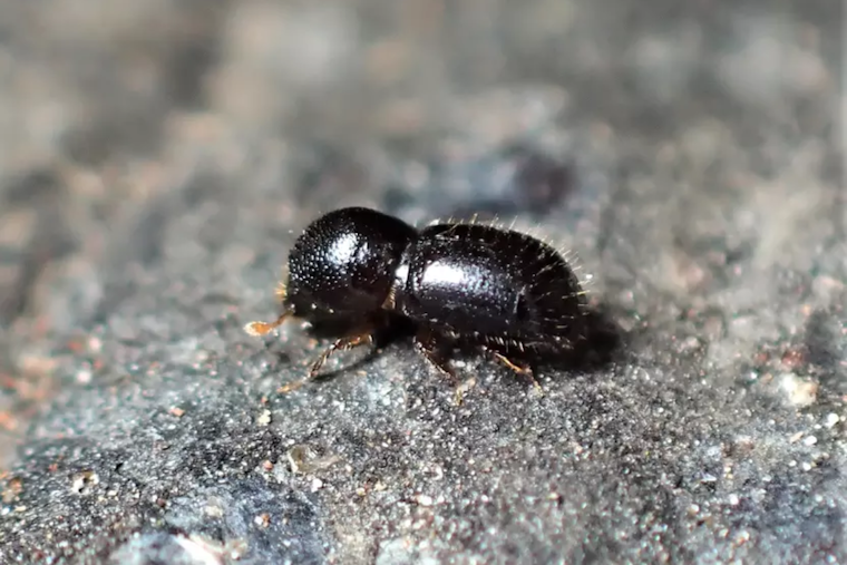 Invasive Shothole Borer Threatens Trees in San José, Officials Rally Community for Surveillance and Management