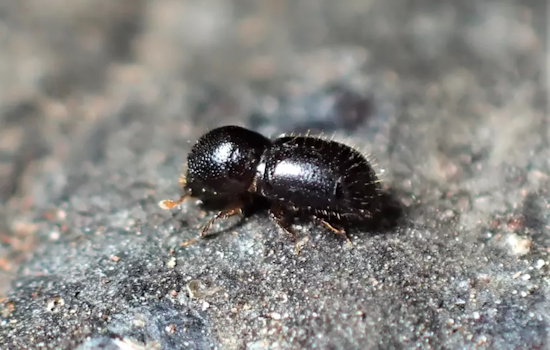 Invasive Shothole Borer Threatens Trees in San José, Officials Rally Community for Surveillance and Management