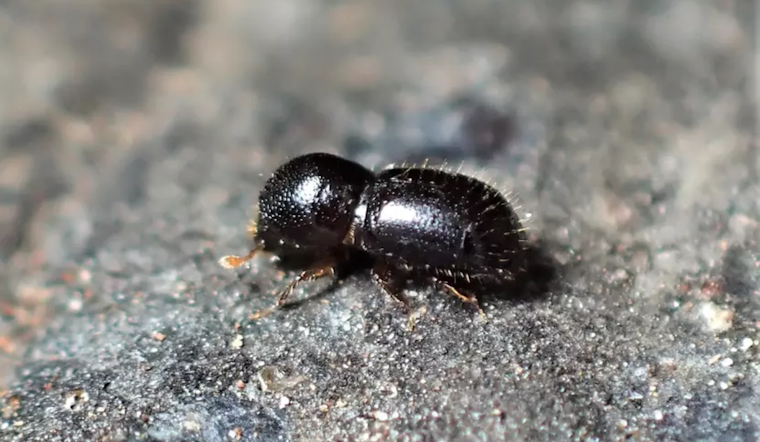Invasive Shothole Borer Threatens Trees in San José, Officials Rally Community for Surveillance and Management