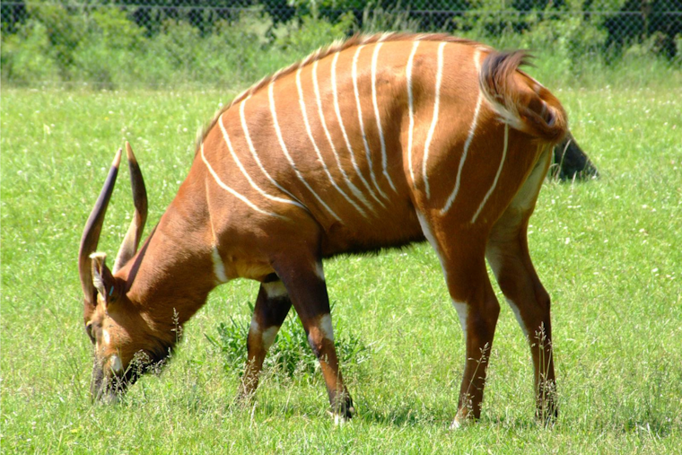 John Ball Zoo in Grand Rapids Celebrates the Birth of Endangered Eastern Mountain Bongo Calf