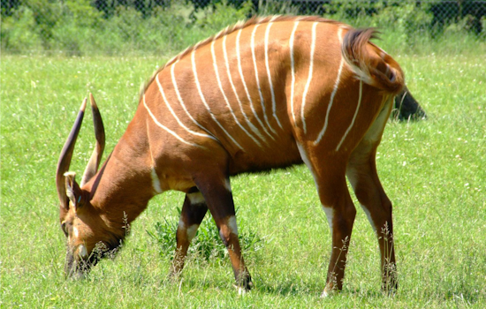 John Ball Zoo in Grand Rapids Celebrates the Birth of Endangered Eastern Mountain Bongo Calf