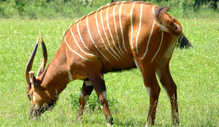 John Ball Zoo in Grand Rapids Celebrates the Birth of Endangered Eastern Mountain Bongo Calf