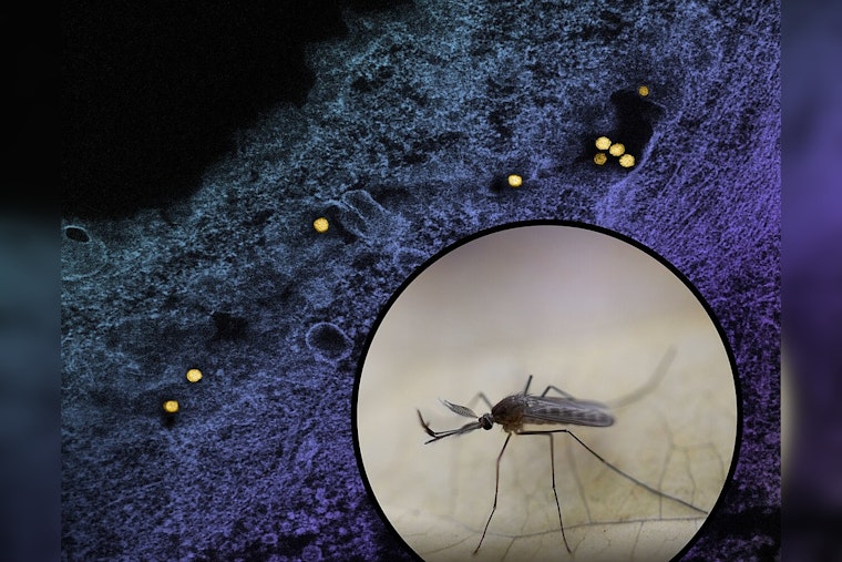 Lake County Resident Succumbs to West Nile Virus in Illinois' First 2024 Fatality, IDPH Confirms