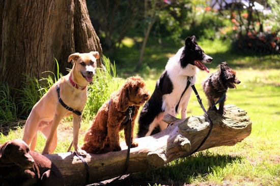Lake Havasu City Officials and Vets Address Unverified Dog Lice Concerns, Encourage Pet Owner Vigilance