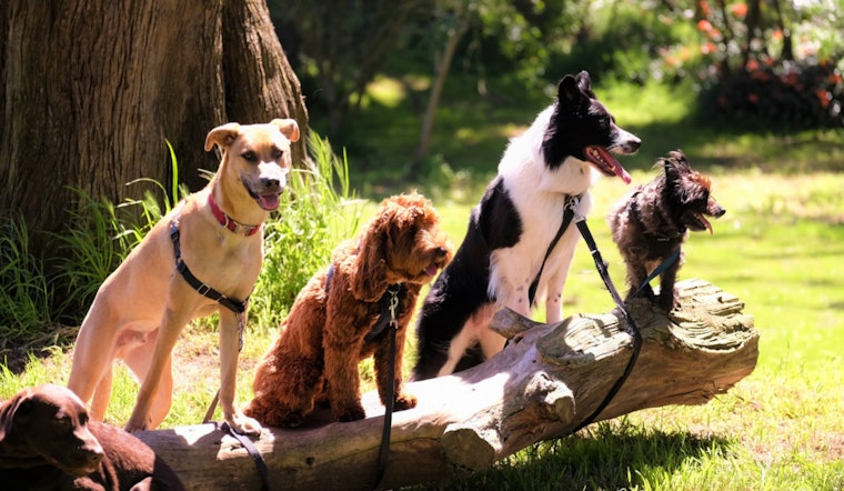 Lake Havasu City Officials and Vets Address Unverified Dog Lice Concerns, Encourage Pet Owner Vigilance