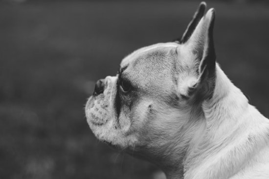 Las Vegas Animal Advocates Rally for 'Reba's Bill' to Strengthen Nevada Animal Welfare Laws