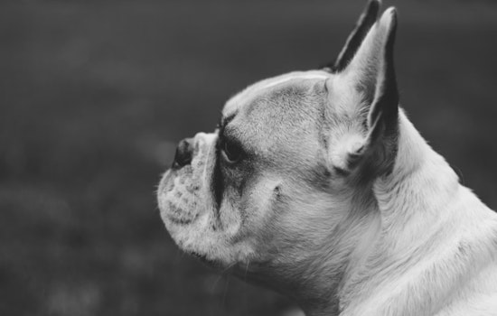 Las Vegas Animal Advocates Rally for 'Reba's Bill' to Strengthen Nevada Animal Welfare Laws