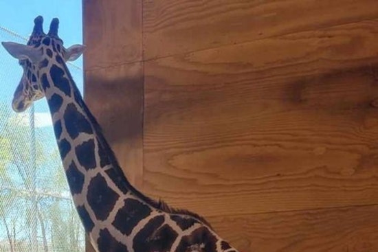Las Vegas Community Mourns as Lion Habitat Ranch Giraffe Ozzie Dies Following Tragic Fall