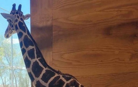 Las Vegas Community Mourns as Lion Habitat Ranch Giraffe Ozzie Dies Following Tragic Fall